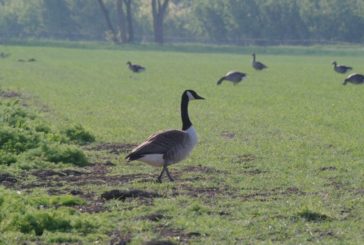 Tierreich Mainz-Laubenheim