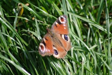 Zeugnisausgabe und Beginn der Sommerferien