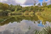 Laubenheimer Ried im frühen Herbst