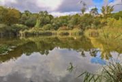 Laubenheimer Ried im frühen Herbst