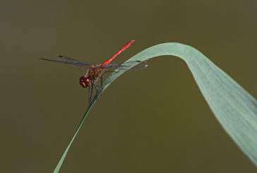 Natur Laubenheimer Ried