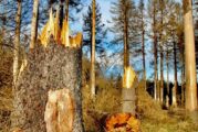 Wald im Wandel