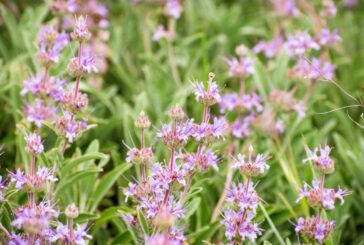 Wanderung durchs Ried und Wildblumen entdecken