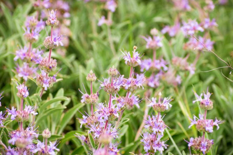 Salbei Wildblumen im Laubenheimer Ried.