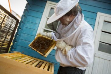 Imker in Laubenheim: Geht das?