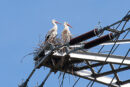Aktuelles zu den Storchennestern in Mainz-Laubenheim (Stand: 5. 3. 2026)