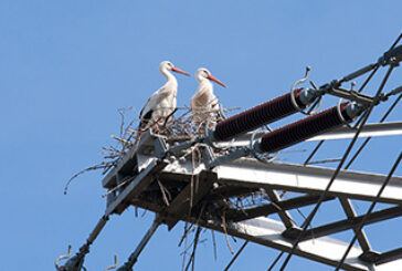 Aktuelles zu den Storchennestern in Mainz-Laubenheim (Stand: 5. 3. 2026)