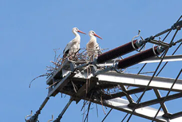 Aktuelles zu den Storchennestern in Mainz-Laubenheim (Stand: 5. 3. 2026)