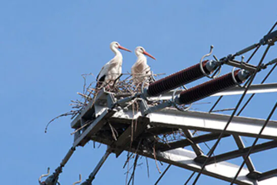 Aktuelles zu den Storchennestern in Mainz-Laubenheim (Stand: 5. 3. 2026)